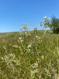 Attēlu rezultāti vaicājumam “Silene wolgensis”