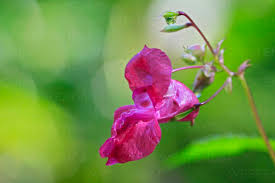 Attēlu rezultāti vaicājumam “Impatiens glandulifera flower”