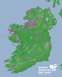 Attēlu rezultāti vaicājumam “Tritomaria exsectiformis”