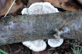 Attēlu rezultāti vaicājumam “Postia sericeomollis”