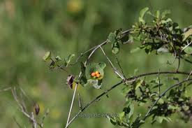 Attēlu rezultāti vaicājumam “Lonicera caprifolium”