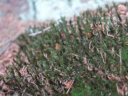 Attēlu rezultāti vaicājumam “Polytrichastrum formosum”