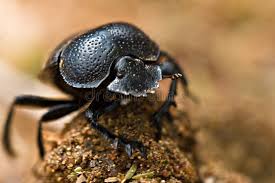 Attēlu rezultāti vaicājumam “Korynetes caeruleus”