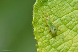 Attēlu rezultāti vaicājumam “Dicyphus nymph”