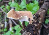 Attēlu rezultāti vaicājumam “Polyporus tubaeformis”