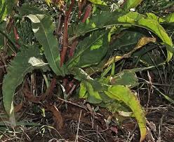 Attēlu rezultāti vaicājumam “Rumex crispus leaf”