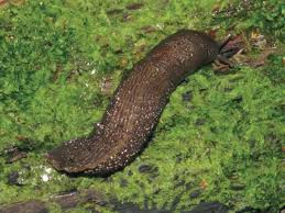 Attēlu rezultāti vaicājumam “Limax cinereoniger”