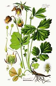 Attēlu rezultāti vaicājumam “Geum rivale leaf”