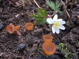 Attēlu rezultāti vaicājumam “Dumontinia tuberosa”