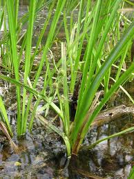 Attēlu rezultāti vaicājumam “Sparganium erectum aggr. leaf”