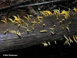 Attēlu rezultāti vaicājumam “Calocera cornea”