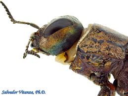 Attēlu rezultāti vaicājumam “Buprestidae”