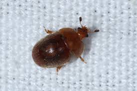 Attēlu rezultāti vaicājumam “Cychramus luteus”