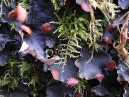 Attēlu rezultāti vaicājumam “Peltigera”