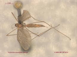 Attēlu rezultāti vaicājumam “Trichocera”