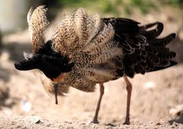 Attēlu rezultāti vaicājumam “Philomachus pugnax”