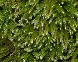 Attēlu rezultāti vaicājumam “Hygroamblystegium humile”