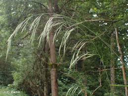 Attēlu rezultāti vaicājumam “Bromopsis benekenii”