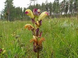 Attēlu rezultāti vaicājumam “Pedicularis sceptrum-carolinum flower”