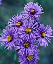 Image result for Aster novae-angliae