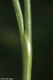 Attēlu rezultāti vaicājumam “Juncus articulatus”