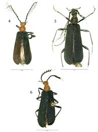 Attēlu rezultāti vaicājumam “Pyrochroidae imago”