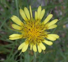 Attēlu rezultāti vaicājumam “Tragopogon heterospermus leaf”