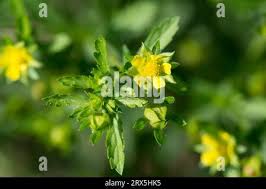 Attēlu rezultāti vaicājumam “Potentilla supina leaf”