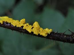 Attēlu rezultāti vaicājumam “Physarum contextum sessile”