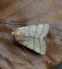 Attēlu rezultāti vaicājumam “Charanyca trigrammica”