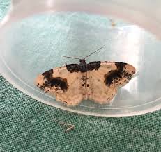 Attēlu rezultāti vaicājumam “Ligdia adustata”