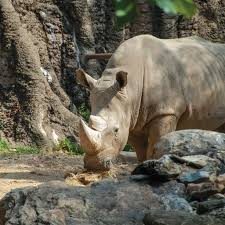 Image result for Rhyl Rhinos