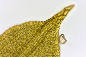 Attēlu rezultāti vaicājumam “Barbula unguiculata macro”