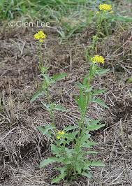 Attēlu rezultāti vaicājumam “Sisymbrium loeselii flower”