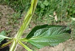 Attēlu rezultāti vaicājumam “Scrophularia umbrosa”