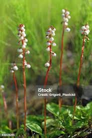 Attēlu rezultāti vaicājumam “Pyrola minor”