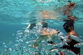 Image result for Harbour Lights Snorkelling Club (HLSC)