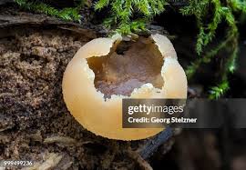 Attēlu rezultāti vaicājumam “Peziza flavida”