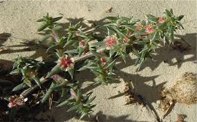 Attēlu rezultāti vaicājumam “Salsola kali”