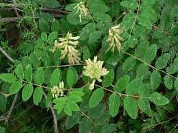 Attēlu rezultāti vaicājumam “Astragalus glycyphyllos leaf”