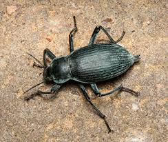 Attēlu rezultāti vaicājumam “Blaps mortisaga”