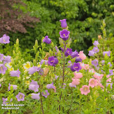 Image result for Campanula medium