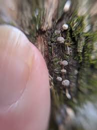 Attēlu rezultāti vaicājumam “Badhamia melanospora”