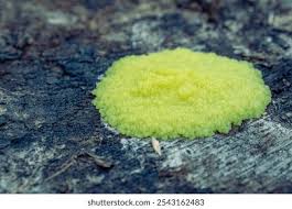 Attēlu rezultāti vaicājumam “Stemonitis flavogenita”