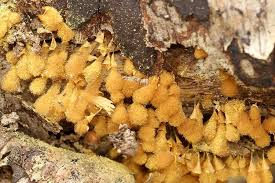 Attēlu rezultāti vaicājumam “Hemitrichia clavata”