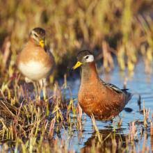 Attēlu rezultāti vaicājumam “Phalaropus fulicarius”