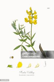 Attēlu rezultāti vaicājumam “Lathyrus pratensis leaf”