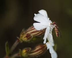 Attēlu rezultāti vaicājumam “Helophilus hybridus male”