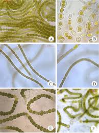 Attēlu rezultāti vaicājumam “Nostoc commune macro”