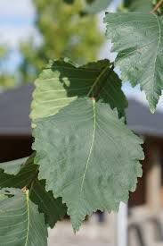 Attēlu rezultāti vaicājumam “Ulmus laevis leaf”